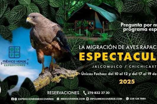 Tour Migración de Aves Rapaces